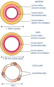 Arteries Veins And Capillaries Respiratory System Arteries Arteries And Veins