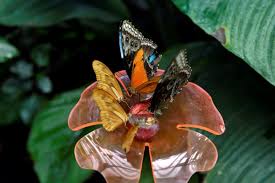 Már megnyílt a lepkekert, most vasárnap gyereknapi programok lesznek a fővárosi állatkertben, és a vakáció kezdetétől indulnak a légy ott! Mar Latogathato A Lepkekert Sok Programmal Keszul Az Allatkert A Nyarra Startlap Utazas