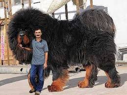Tibet Kokenli Bir Kopek Cinsi She Says She Wants A Puppy Pinterest Dogs Big Dogs And Huge Dogs Tibet Big Dog Breeds Huge Dog Breeds Huge Dogs