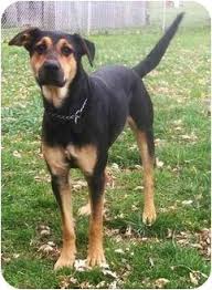 Black And Tan Coonhound Mixed With Rottweiler Isiah Adopted Dog Latrobe Pa German Shepherd Dog Doberman Pinscher Mix Hybrid Dogs Shepherd Dog Mix Doberman Mix