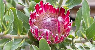 Image result for Protea argyrea
