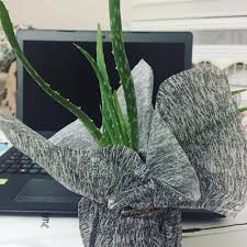 Sukulentlere özel toprak karışımı ve güneşli bir köşe olduğunda kendi kendine gayet de güzel büyüyor aloe vera. Sulamasi Instagram Posts Photos And Videos Picuki Com