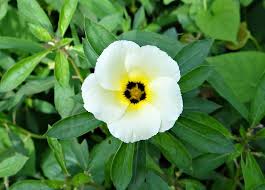 Bunga dahlia yang mempunyai warna putih karena sebagai kembang dukacita maka sering diperjual belikan. Tak Hanya Cantik Dan Menawan 5 Tanaman Hias Dengan Bunga Warna Putih Ini Ternyata Bisa Dijadikan Obat Portal Probolinggo