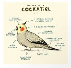 See full list on dogscatspets.org All About Cockatiels Types Of Cockatiels Petrefine