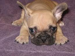 Four males, two female french bulldog puppies for sale. Pin On Frenchies I Love
