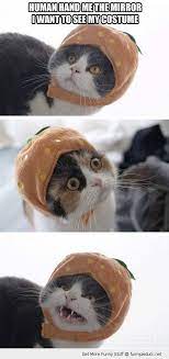 Funny Cat Halloween Costumes Funny Halloween Cat Funny Happy Birthday Sayings For Facebook Funny Funny Cat Pictures Silly Cats Funny Cats