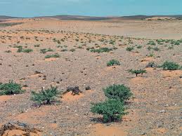 Image result for Chascanum schlechteri