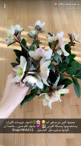 pin by وهم on د هند عنايه وأفكار plants growing plants flowers