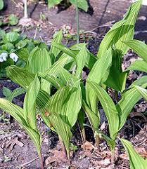 It's the outer leaves that are most affected. Lily Of The Valley Wikipedia