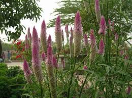 Image result for Celosia argentea