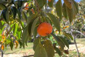 Get the best deal for ficus fruit trees from the largest online selection at ebay.com. Home Orchard In Virginia Some Tips Central Va Farms