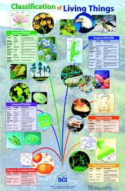 Classification Of Living Organisms Lessons Tes Teach