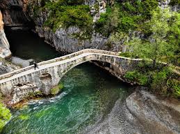 Image result for Grevea