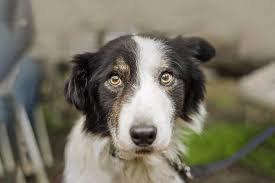 If you know your dog has an issue with storms, noises or a generally fearful character then preparation many months before is going to help your dog far better than firefighting on the night. Dog Thunderstorm Anxiety Treatment Tractive