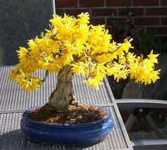 Forsythie Bonsai Bonsai Forsythie Bonsai Tree Types Indoor Bonsai Tree Bonsai Tree