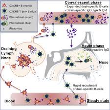Therapeutic efficacy of inosiplex (isoprinosine) in rhinovirus infection // ann. T Bet Memory B Cells Link To Local Cross Reactive Igg Upon Human Rhinovirus Infection Sciencedirect