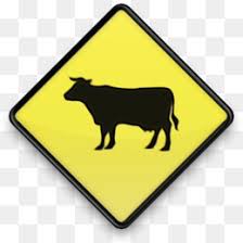 Brahman cattle, costa rica, pacific side. Brahman Cattle Png Free Download Warning Sign