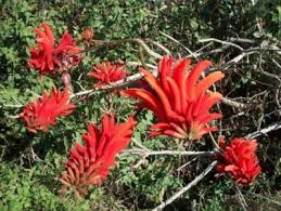 Image result for Erythrina × coddii