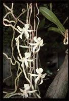 Image result for Achyrospermum schimperi