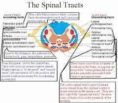 Spinal Tracts Poster Spinal Cord Spinal Nerve Neurology