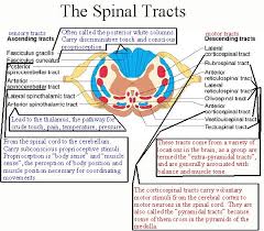 spinal tracts poster spinal cord spinal nerve neurology