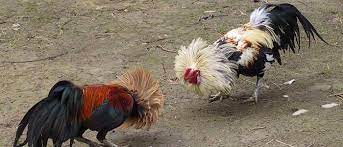 Ayam tangkas lainnya yang juga digunakan untuk permainan sabung pisau ini adalah ayam peru. Ayam Peruvian Archives Berita Jadwal Sabung Ayam Online S1288 Sv388 Sm558