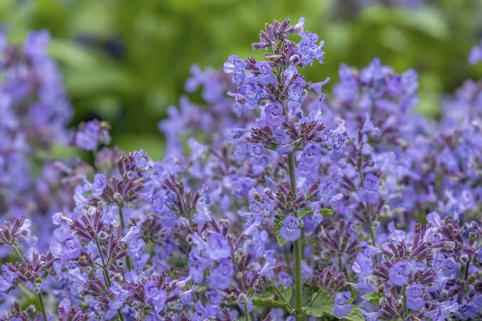 7 Plants To Prune Now For A Second Flush Of Blooms Later This Summer
