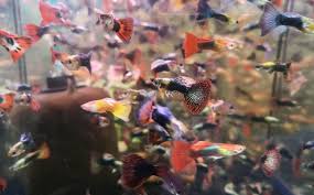 How To Breed Aquarium Fish For Profit Best Fish To Breed Aquarium Co Op In 2020 Fish Breeding Aquarium Fish African Cichlids