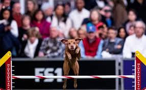 Purina pro plan was the food of choice for all 7 group winners, including best in show, at the 2020 westminster kennel club dog show. Winners Of Westminster Dog Show 2020