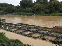 Total fish production marine capture fisheries is the main contributor to fish production and economy of malaysia in 2016 at 1,574,447 mt valued at us$ 2.5 million and providing work to 132,305 people. Freshwater Net Hanging Fish Farms Jun Sing