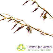 Image result for Bulbophyllum saltatorium