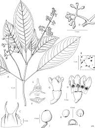 Image result for Psychotria mildbraedii