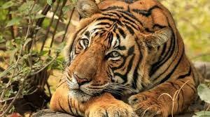 I think we can safely put turandot as the initial reason. Tyger Tyger Burning Bright Perryfields Primary School