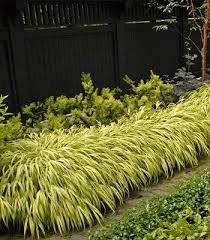 Japanese Forest Grass Aureola Japanese Forest Grass Shade Garden Modern Landscaping