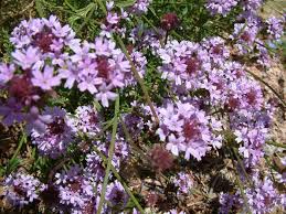 Image result for Nemesia lilacina