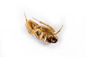 Pest control lakeland fl could involve a lot of risks. Roach Control Services Lakeland The Other Side Pest Control Inc