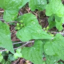 Image result for Loxodera bovonei