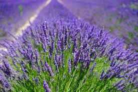 Image result for Lavandula angustifolia Vera