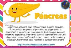 Sgblogosfera Maria Jose Argueso Conocemos Nuestros Organos Organos Del Cuerpo Humano Cuerpo Humano Para Ninos Aparatos Del Cuerpo Humano