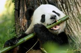 How long do pandas spend eating every day? Diet Pandas