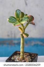 Image result for Crassula alba