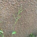 Image result for Digitaria velutina
