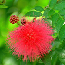Image result for Calliandra haematocephala