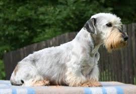 Image result for ČESKÝ TERIÉR