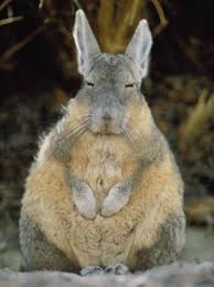 Image result for viscacha