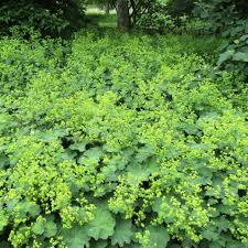 Image result for Alchemilla microbetula