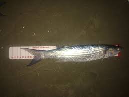 Les Mulets Muges Surfcasting Mediterranee