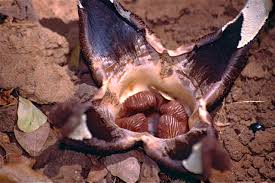 Image result for Hydnoraceae