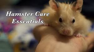 The species of genus phodopus are the smallest, with bodies 5.5 to 10.5 centimetres (2 1 ⁄ 4 to 4 1 ⁄ 4 in) long; Syrian Hamster Basics Youtube