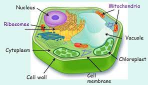 1 Cell Structure Plant And Animal Cells Plant Cell Cell Diagram